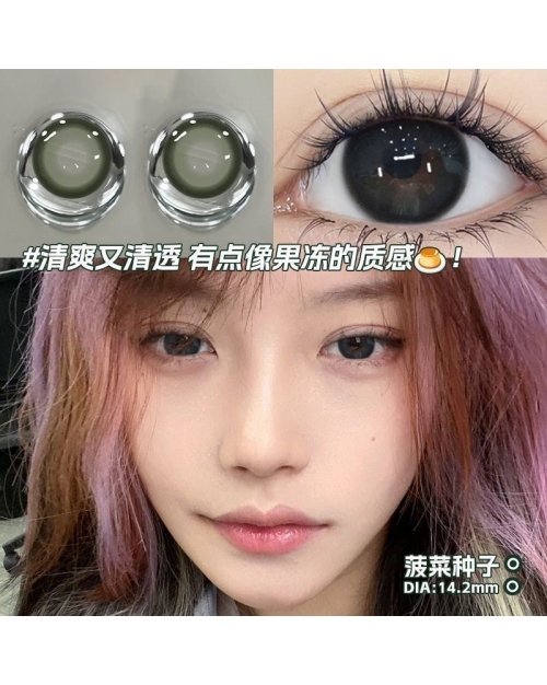 OVOLOOK 菠菜種子